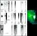 Example of SUMER Flare analysis - click for enlargement- size=27K